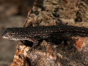 Lygodactylus mirabilis