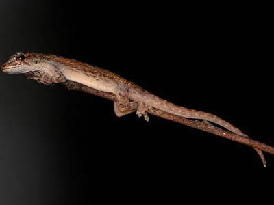 Lygodactylus tolampyae