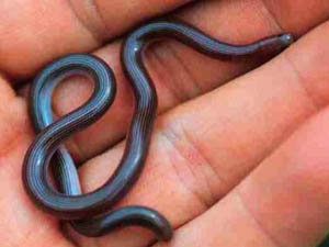 Madatyphlops domerguei