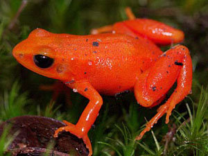Mantella_aurantiaca
