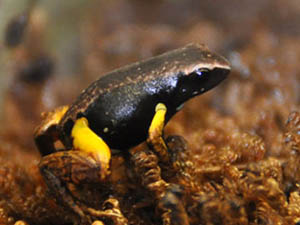 Mantella bernhardi