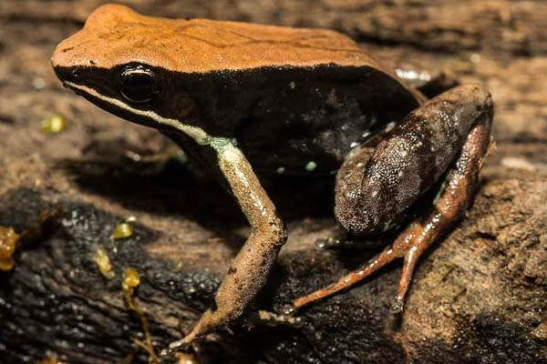 Mantella betsileo