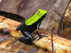 Mantella laevigata