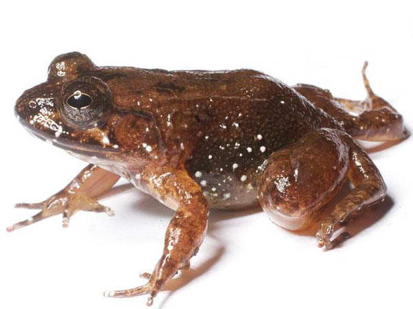 Mantidactylus biporus