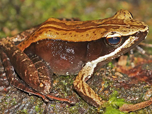 Mantidactylus melanopleura