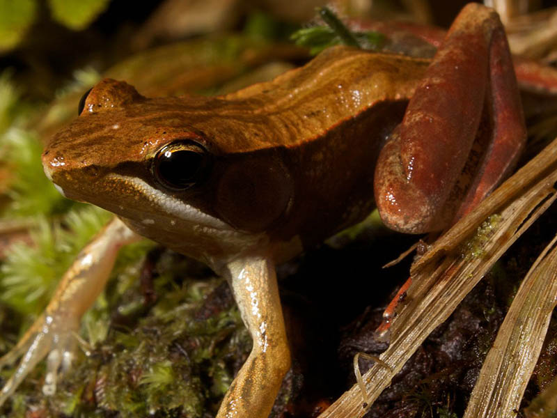Mantidactylus opiparis