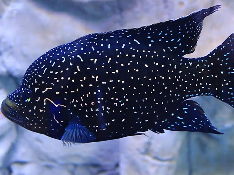 Amauris nossima