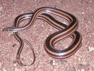 Mimophis mahfalensis