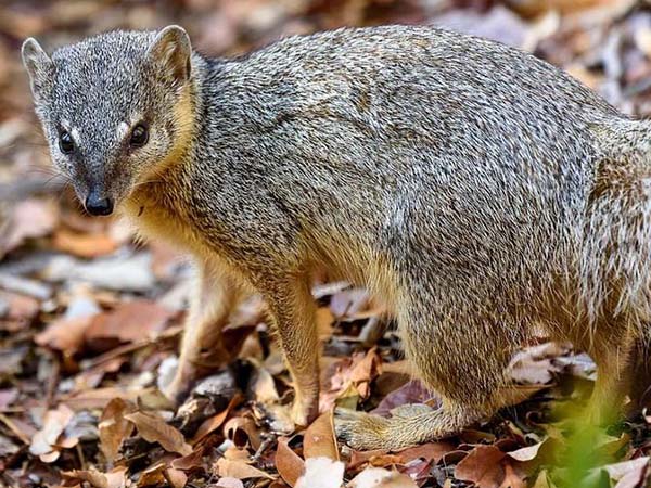 Mungotictis decemlineata