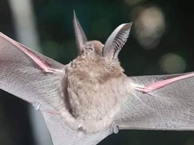 Myzopoda aurita