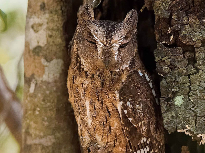 otus rutilus