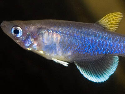 Pantanodon stuhlmanni