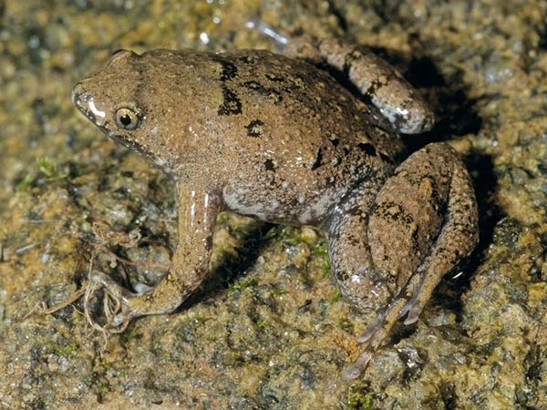 paradoxophyla palmata
