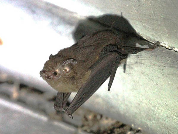 Paremballonura atrata