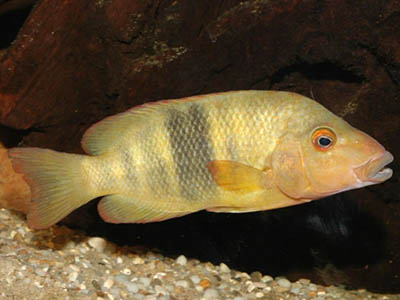 paretroplus menarambo