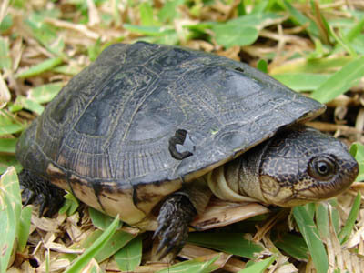 Pelusios castanoides