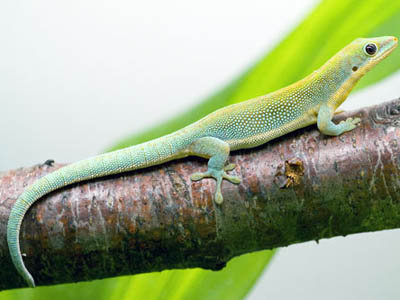 Phelsuma berghofia