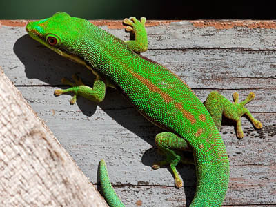 Phelsuma dorsivittata