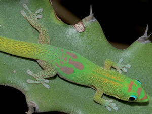 Phelsuma dubiaa