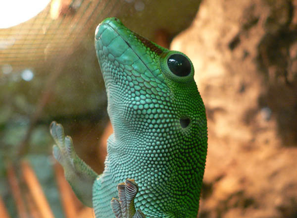 Phelsuma grandis