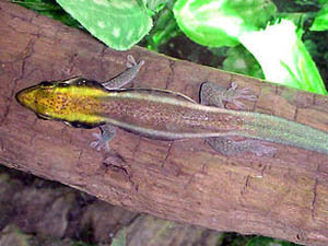 Phelsuma klemmeri
