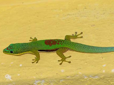 Phelsuma lineata