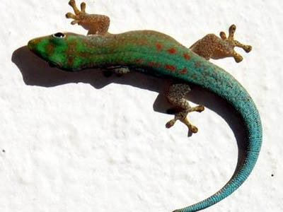 Phelsuma modesta