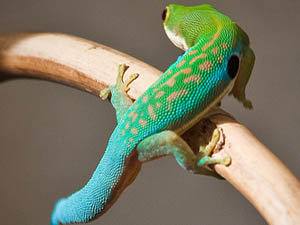 Phelsuma parva