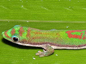 Phelsuma roesleri