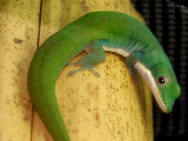 Phelsuma vanheygeni
