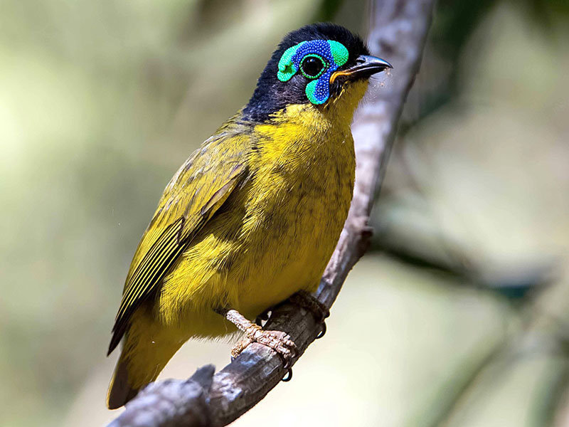 Philepitta schlegeli