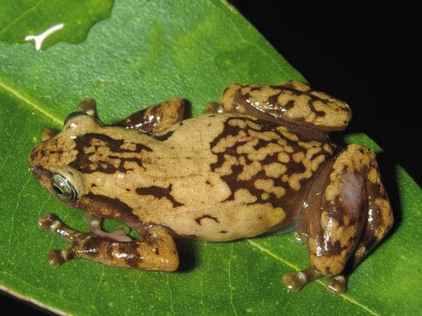 platypelis pollicaris