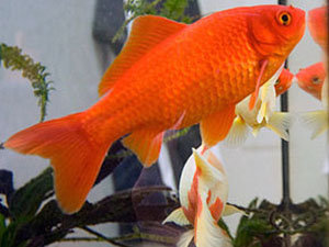 Carassino auratus