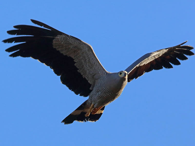 Phoenicopterus ruber