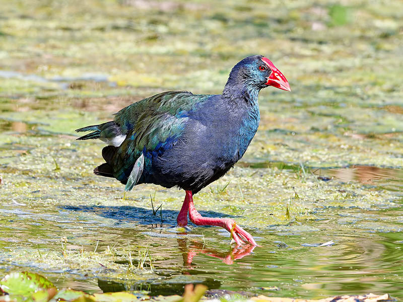porphyrio madagascariensis