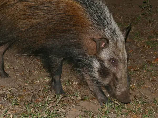 Potamoch&egrave;re du Cap