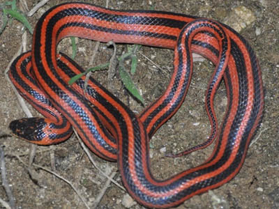 Pseudoxyrhopus tritaeniatus