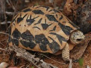 Astrochelys radiata