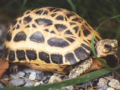 Pyxis planicauda
