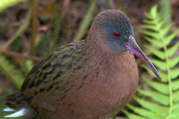 Rallus madagascariensis