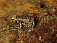 Rhombophryne psologlossa