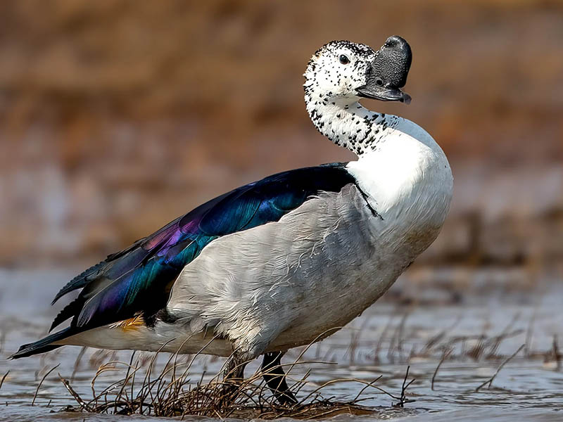 Sarkidiornis melanotos