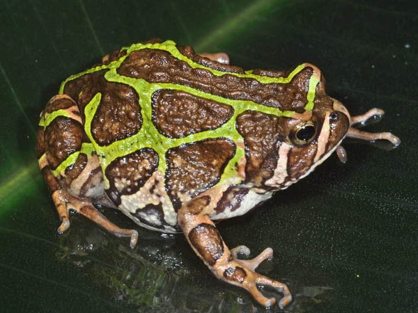 scaphiophryne madagascariensis