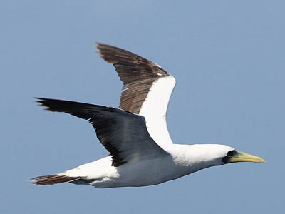 Sula dactylatra