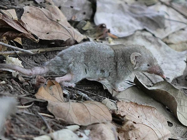 suncus murinus