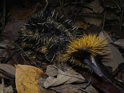 hemicentetes semispinosus