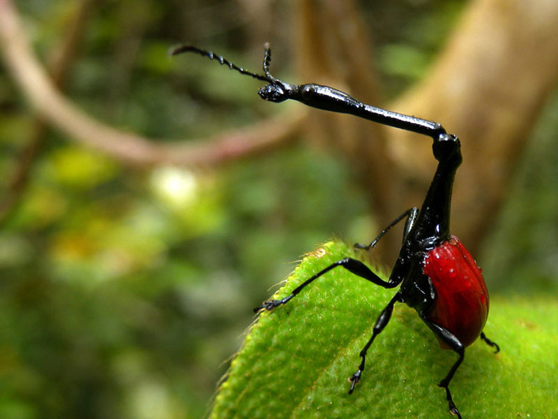 scarab&eacute;e girafe
