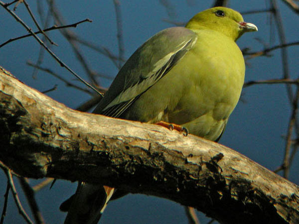 treron australis