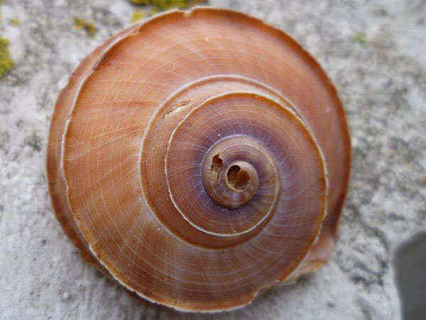 Tropidophora&nbsp;cuvieriana