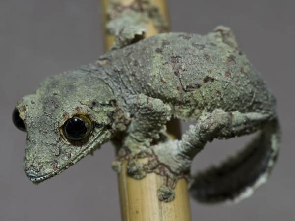 Uroplatus finiavana